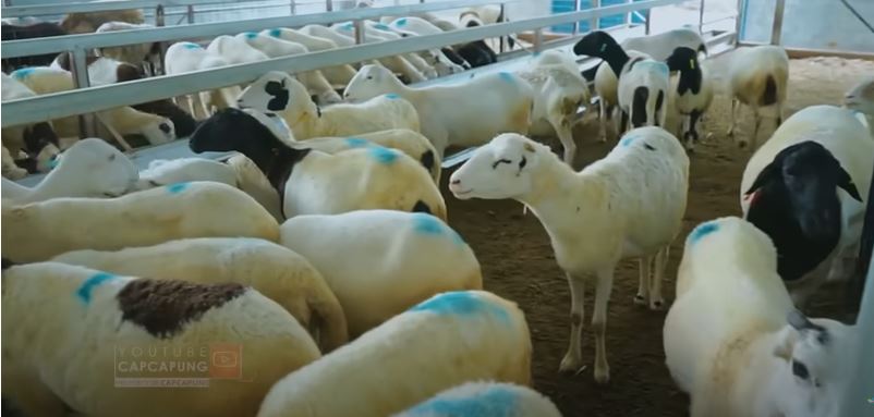 77 domba dorper prospek karkas dan beratnya 5 kg per bulan