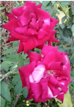 mawar merah