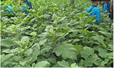 kolam lele dan sayur manfaatkan air wudhu