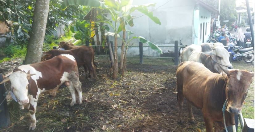 sapi 1 1 Nglebeng 8