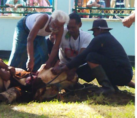 sapi 1 2025