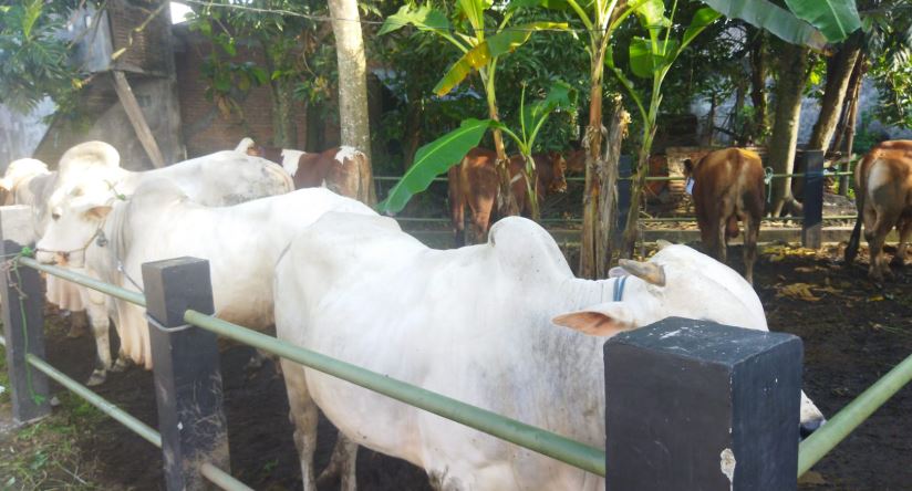 sapi 12