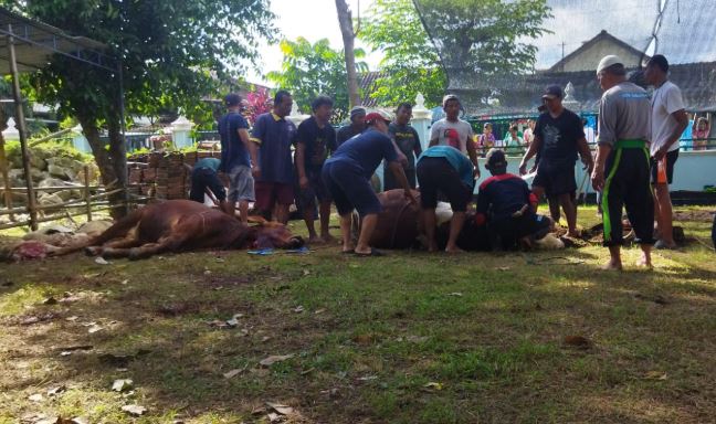 sapi 2