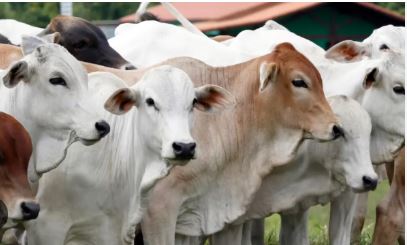 sapi 25