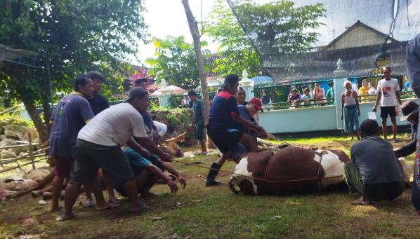 sapi 3