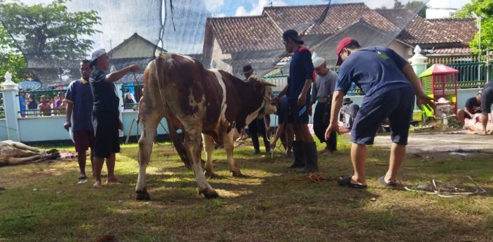sapi 5