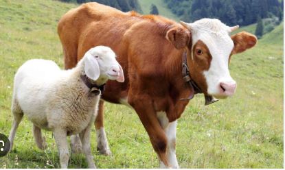 sapi hewan kurban 25